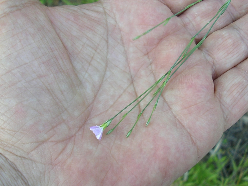 Petrorhagia saxifraga / Garofanina spaccasassi