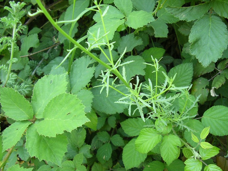 Scrophularia canina / Scrofularia comune