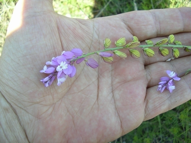 Polygala major