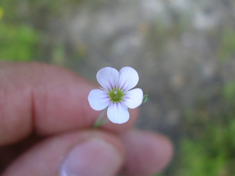 Petrorhagia saxifraga / Garofanina spaccasassi