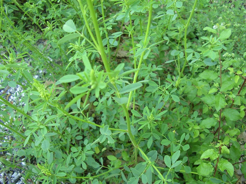 Leguminosa - Melilotus cfr. officinalis