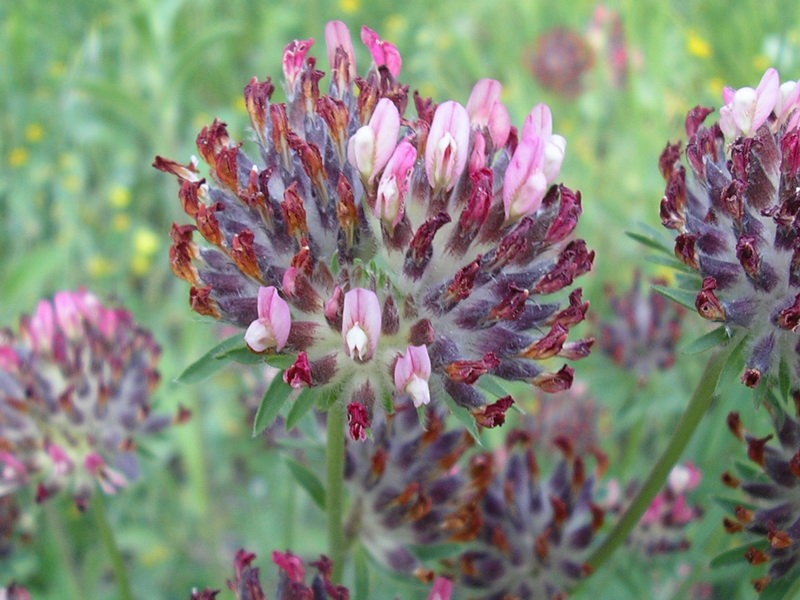 Anthyllis vulneraria / Vulneraria comune