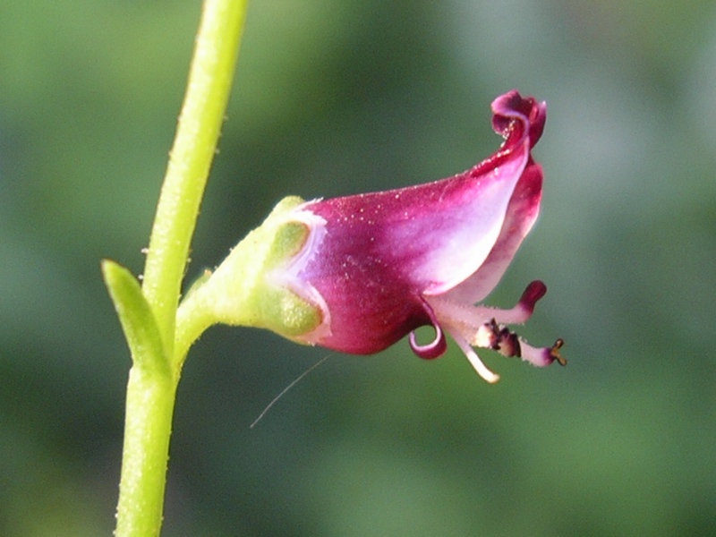 Scrophularia canina / Scrofularia comune