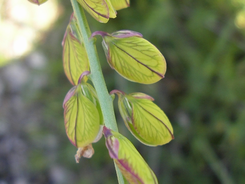 Polygala major