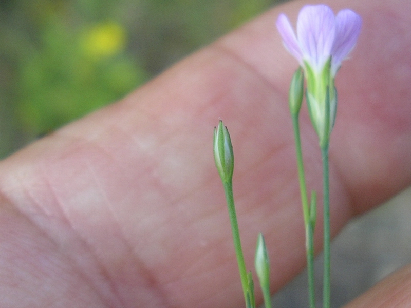 Petrorhagia saxifraga / Garofanina spaccasassi