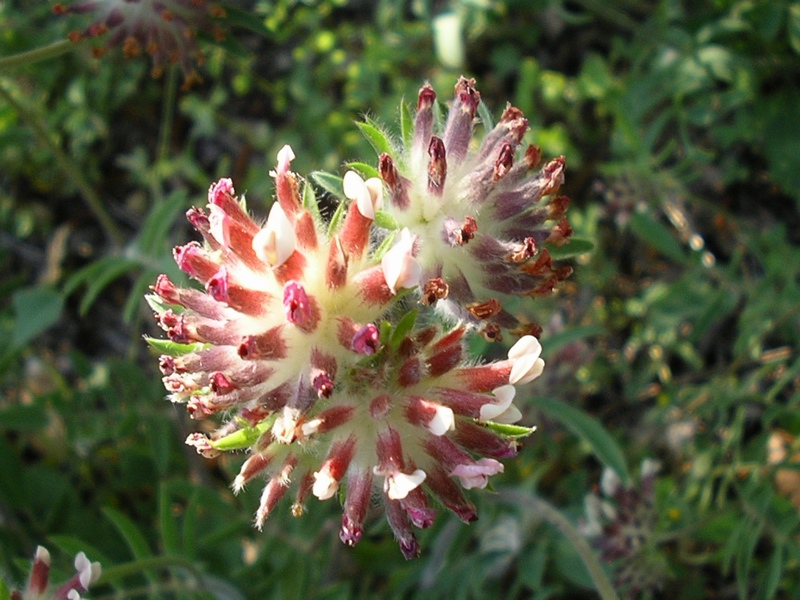 Anthyllis vulneraria / Vulneraria comune