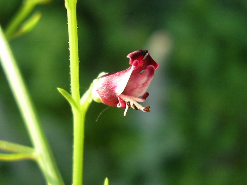 Scrophularia canina / Scrofularia comune