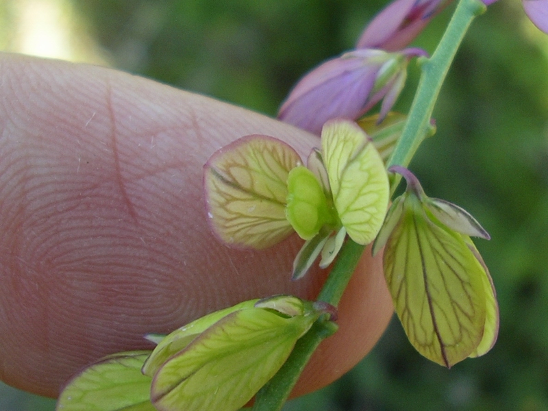 Polygala major