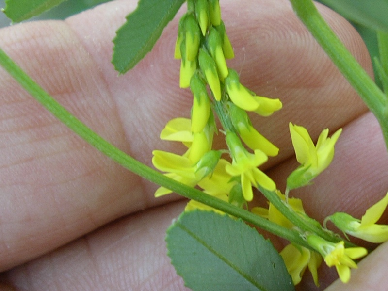 Leguminosa - Melilotus cfr. officinalis