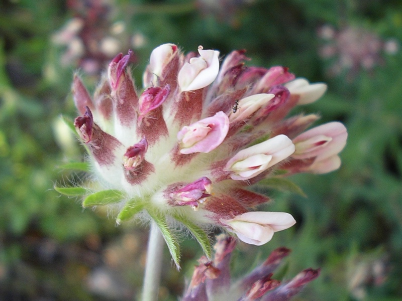 Anthyllis vulneraria / Vulneraria comune