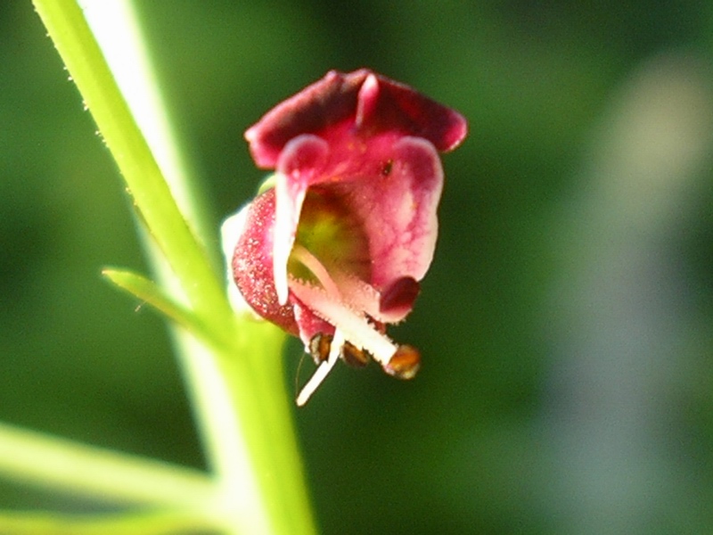 Scrophularia canina / Scrofularia comune