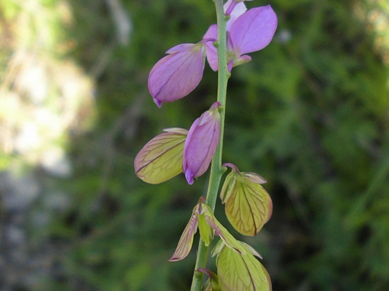 Polygala major