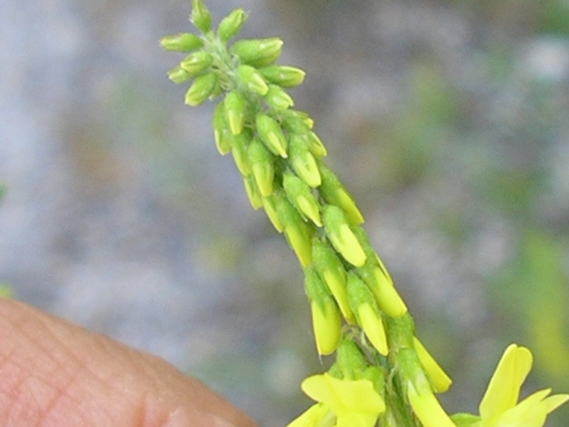Leguminosa - Melilotus cfr. officinalis