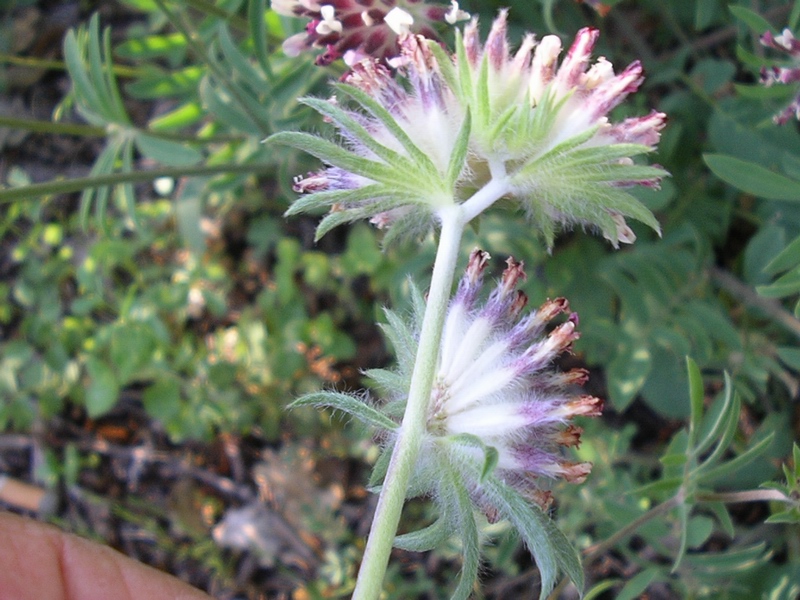 Anthyllis vulneraria / Vulneraria comune