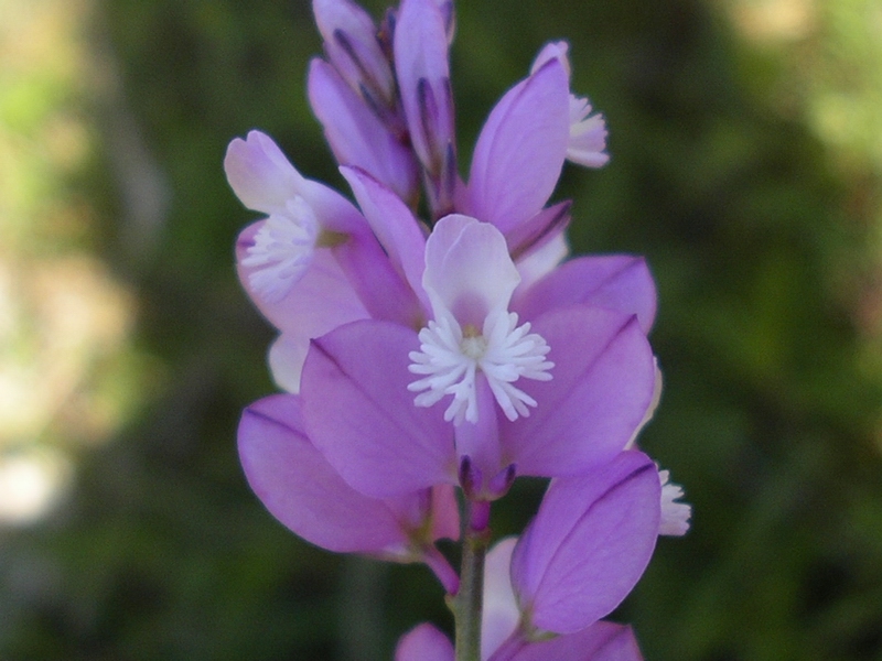 Polygala major
