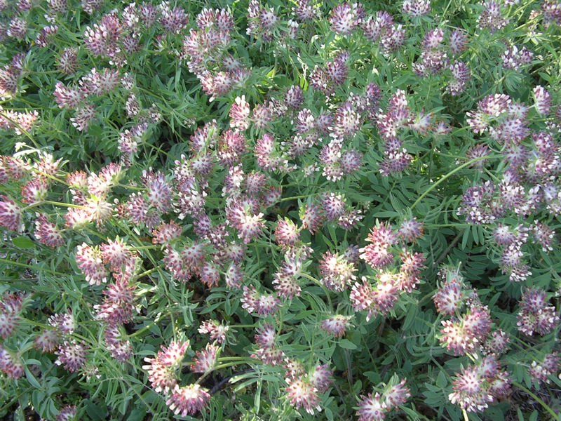 Anthyllis vulneraria / Vulneraria comune