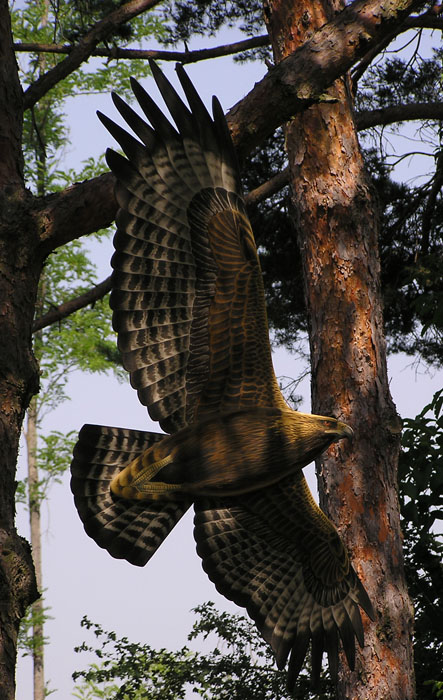 Aquila reale nel Monferrato
