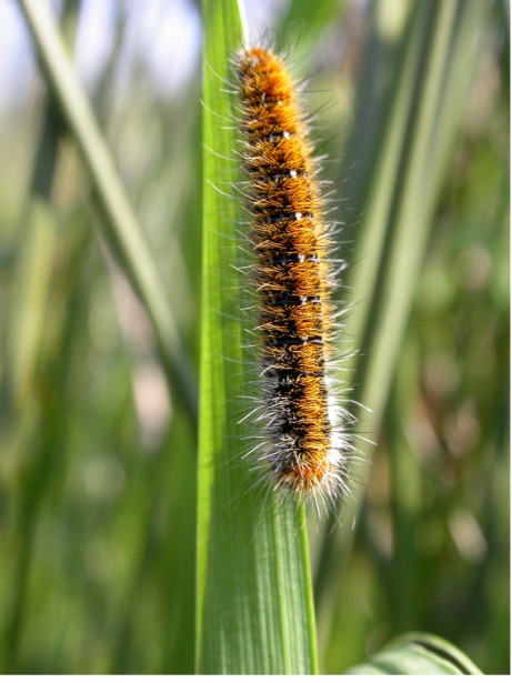 Un bruco che divora il trifoglio - Lasiocampa trifolii