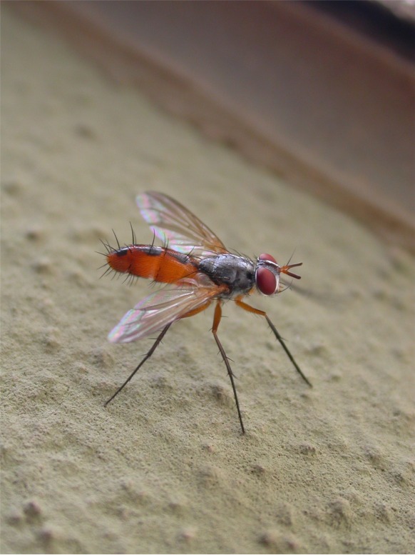 Cylindromyia auriceps