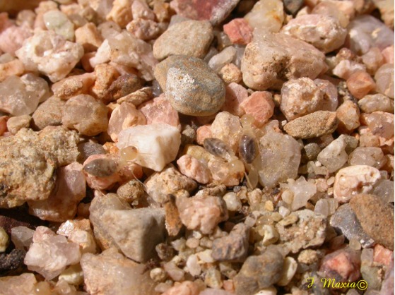 Reticulitermes lucifugus