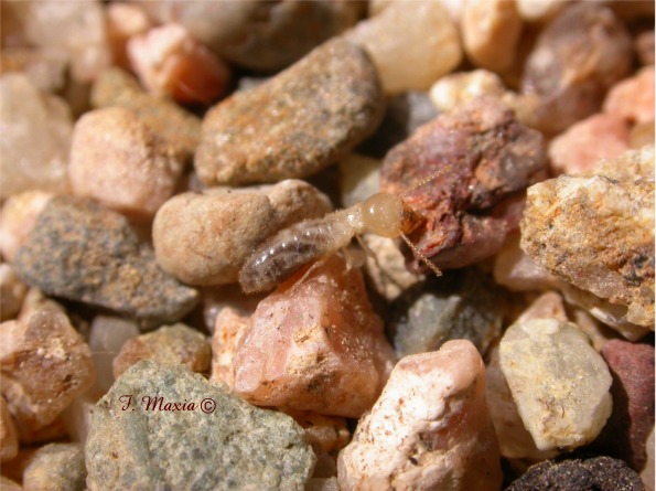 Reticulitermes lucifugus