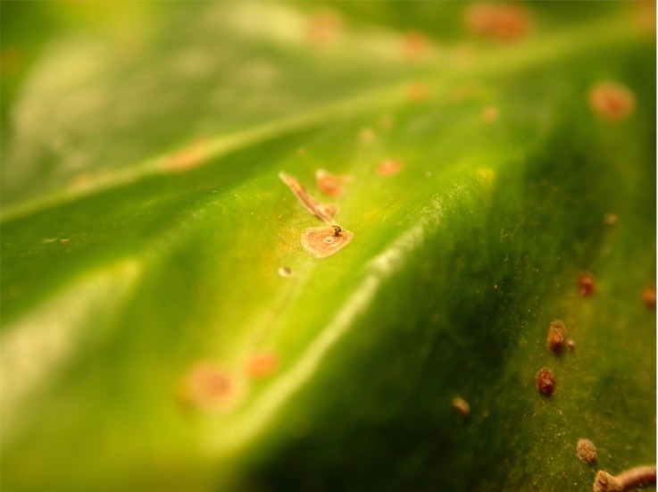 Un nemico delle cocciniglie: Encarsia formosa