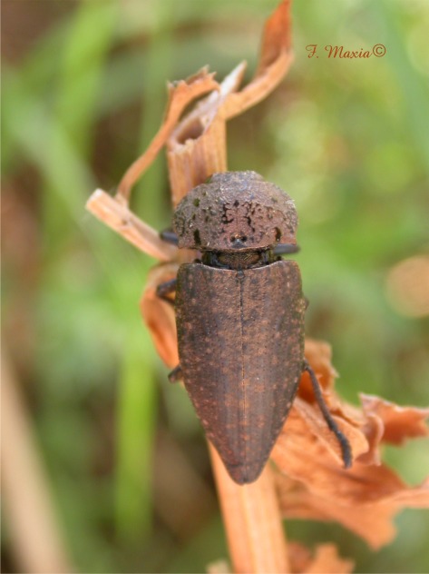 Capnodis tenebricosa