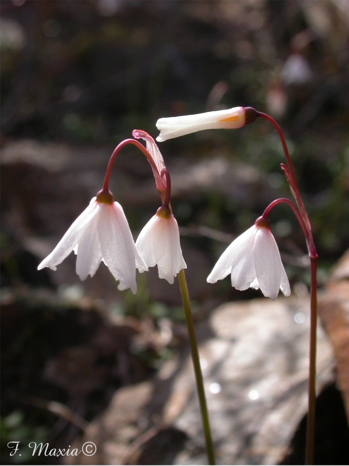 Leucojum autumnale / Campanellino autunnale