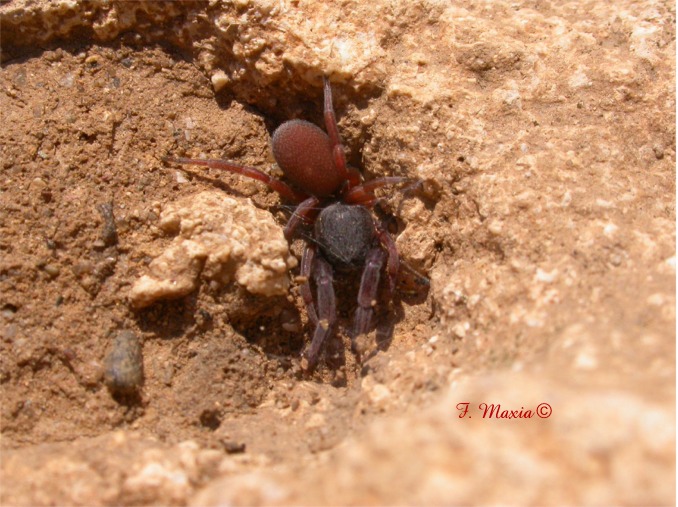 Palpimanus gibbulus