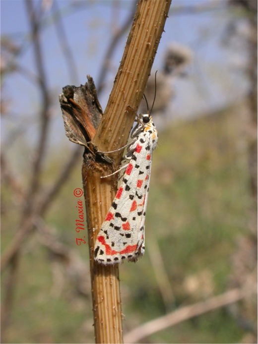 Utetheisa pulchella