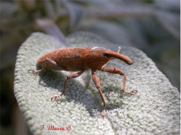 Curculionidae: Lixus vilis
