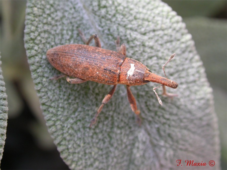 Curculionidae: Lixus vilis