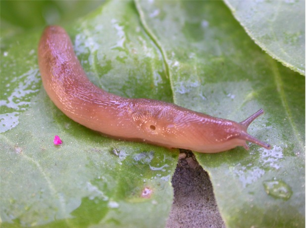 Limacidae Sardegna meridionale