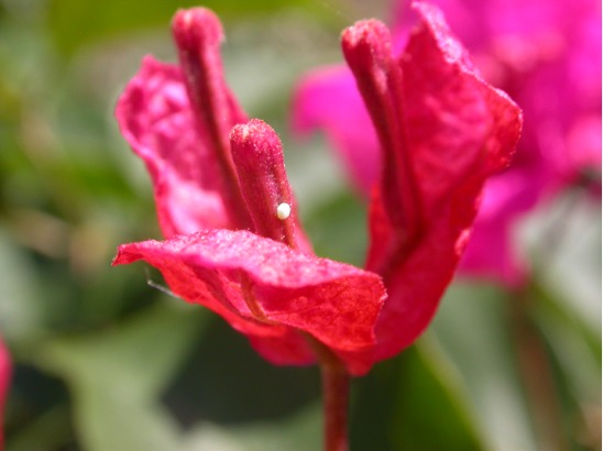 uova di C. argiolus su Bouganvillea