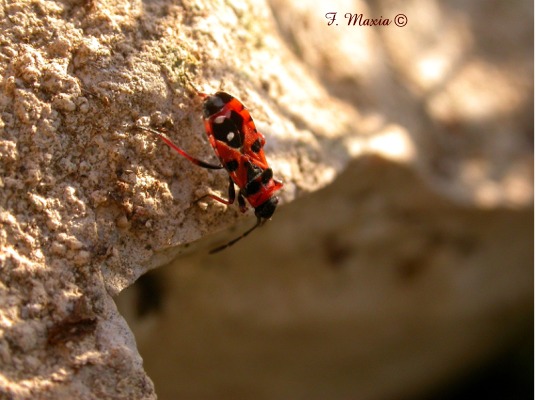 Horvathiolus gibbicollis