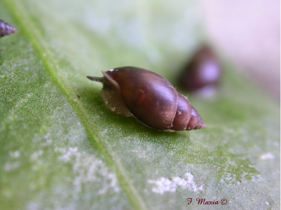 Ovatella (Myosotella) myosotis (Draparnaud, 1801)