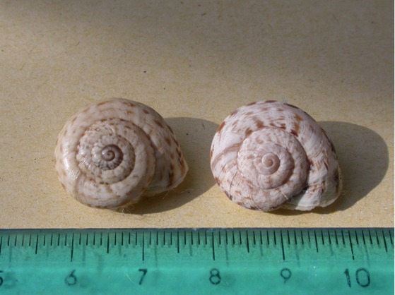 Marmorana (Marmorana) serpentina (Fèrussac, 1821)