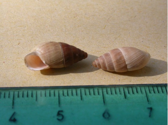 Chondrula (Mastus) pupa (Linnaeus, 1758)