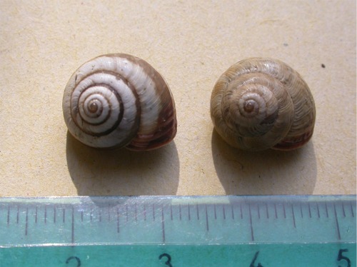 Cernuella sp.