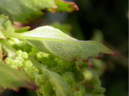 Chenopodium sp.