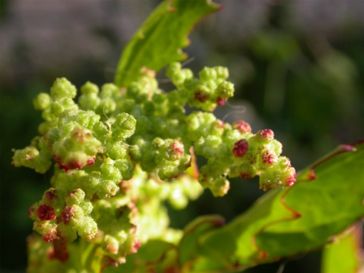 Chenopodium sp.