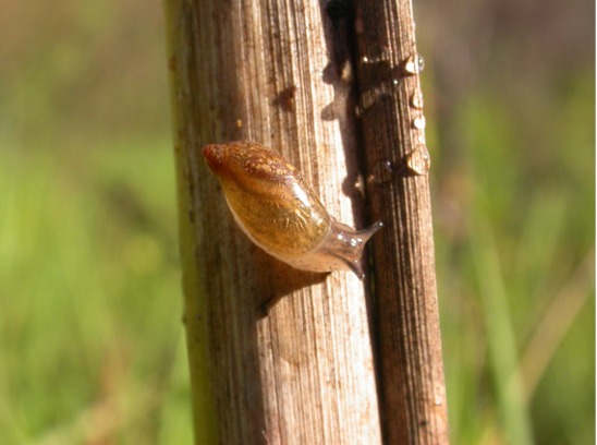 Dulciacquicola sconosciuta