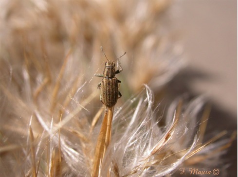 Colottero su Phragmites australis: Sitona cfr.  lineatus