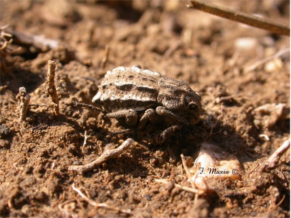 Brachycerus albidentatus (Brachyceridae)