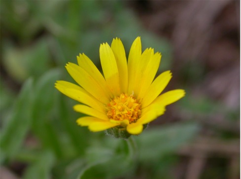 Calendula arvensis / Fiorrancio selvatico