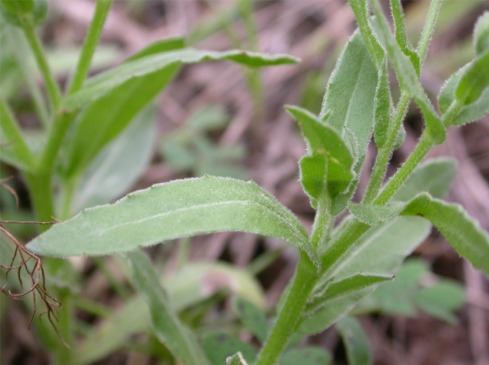 Calendula arvensis / Fiorrancio selvatico