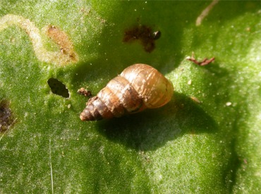 Cochlicella acuta