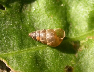 Cochlicella acuta