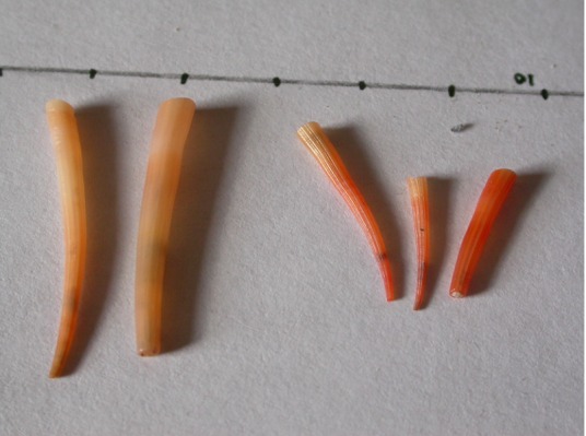 Scaphopodi