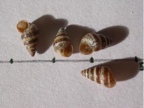 Cochlicella barbara